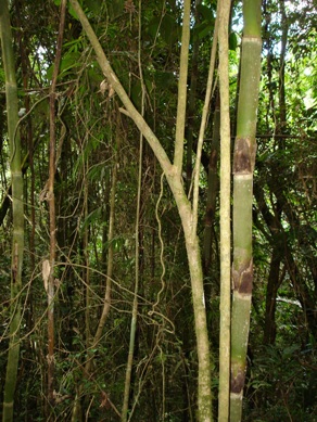 ../Images/Madagaskar, 25.05.-10.06.07, Foto (191).JPG